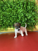 Additional photos: Jack Russell Puppies