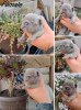 Photo №2 to announcement № 73043 for the sale of french bulldog - buy in Serbia breeder