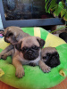 Photo №1. pug - for sale in the city of Khmelnitsky | 280$ | Announcement № 7611