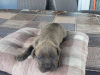 Photo №3. Cane Corso, puppy reservation. Serbia