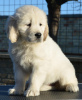 Photo №4. I will sell golden retriever in the city of Ada.  - price - 528$