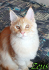 Photo №4. I will sell maine coon in the city of St. Petersburg. private announcement, from nursery, breeder - price - 601$