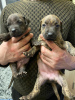 Photo №3. Pit bull puppies. Russian Federation