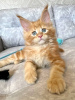 Photo №3. Healthy cute adorable Maine coon kittens available now for sell. Switzerland