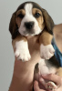 Photo №4. I will sell beagle in the city of Chicago. breeder - price - 400$