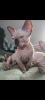 Additional photos: Sphynx quality kittens