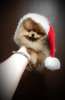 Photo №2 to announcement № 84407 for the sale of pomeranian - buy in Belarus breeder