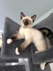 Photo №1. siamese cat - for sale in the city of Nuremberg | 250$ | Announcement № 97982