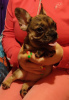 Photo №1. french bulldog - for sale in the city of Tver | negotiated | Announcement № 8874