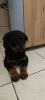 Photo №3. Rottweiler puppies. Poland