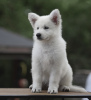 Photo №2 to announcement № 11445 for the sale of berger blanc suisse - buy in Belarus from nursery