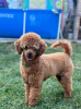 Additional photos: Miniature poodle puppies