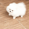 Photo №2 to announcement № 122723 for the sale of pomeranian - buy in Germany private announcement