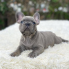 Photo №1. french bulldog - for sale in the city of Москва | 591$ | Announcement № 13068