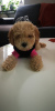 Photo №1. poodle (toy) - for sale in the city of Афины | negotiated | Announcement № 58791