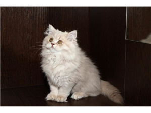Photo №2 to announcement № 440 for the sale of british longhair - buy in Slovakia private announcement, from nursery, breeder