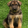 Photo №2 to announcement № 100241 for the sale of german shepherd - buy in Germany private announcement, breeder