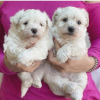 Photo №2 to announcement № 75386 for the sale of maltese dog - buy in United States 