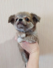 Photo №2 to announcement № 104908 for the sale of chihuahua - buy in Germany 