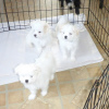 Photo №2 to announcement № 115798 for the sale of maltese dog - buy in Germany from nursery, from the shelter, breeder