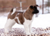 Photo №1. american akita - for sale in the city of Grodno | 1456$ | Announcement № 33085