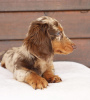 Photo №1. dachshund - for sale in the city of New York | 300$ | Announcement № 103353
