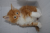 Photo №4. I will sell maine coon in the city of Такома. from nursery, breeder - price - 124800$