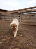 Photo №2 to announcement № 8811 for the sale of caucasian shepherd dog - buy in Russian Federation breeder