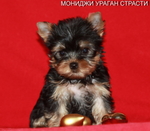 Photo №3. Mini Yorkshire Terrier Boys. Russian Federation