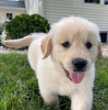 Photo №2 to announcement № 100848 for the sale of golden retriever - buy in Germany private announcement