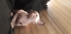 Additional photos: Чистокровные котята канадского сфинкса от Гранд Интерчемпиона.