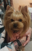 Photo №1. yorkshire terrier - for sale in the city of New York | negotiated | Announcement № 8271
