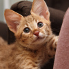 Photo №4. I will sell savannah cat in the city of Москва. from nursery - price - negotiated