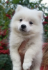 Photo №1. japanese spitz - for sale in the city of Dnipro | 367$ | Announcement № 13227