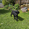 Photo №2 to announcement № 45234 for the sale of labrador retriever - buy in Slovakia private announcement