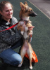 Photo №4. I will sell non-pedigree dogs in the city of Москва. private announcement - price - Is free