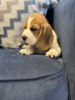 Photo №2 to announcement № 102251 for the sale of beagle - buy in United States private announcement