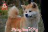 Photo №2 to announcement № 73346 for the sale of akita - buy in Ukraine breeder