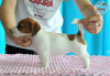 Additional photos: Jack Russell Terrier puppies ZKwP, ZAKIRA FCI