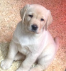 Photo №3. Adorable labrador puppies for sale.. Germany