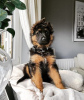 Photo №1. german shepherd - for sale in the city of Гамбург | 528$ | Announcement № 98352