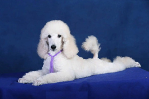 Photo №2 to announcement № 2375 for the sale of poodle (royal) - buy in Russian Federation from nursery, breeder