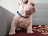 Additional photos: English bulldog fci