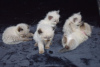 Photo №2 to announcement № 121898 for the sale of ragdoll - buy in Spain private announcement, breeder