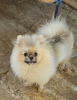 Photo №2 to announcement № 110363 for the sale of german spitz - buy in Serbia private announcement