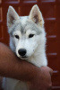 Additional photos: Siberian husky puppies