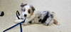 Photo №1. australian shepherd - for sale in the city of Акаа | 475$ | Announcement № 123773