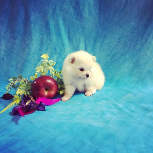 Photo №2 to announcement № 6952 for the sale of pomeranian - buy in Russian Federation breeder