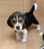 Photo №1. beagle - for sale in the city of Берлинген | Is free | Announcement № 116076