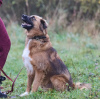 Additional photos: Affectionate, gentle and curious puppy Ciri is looking for a home.